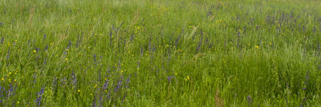 Certificazione ambientale